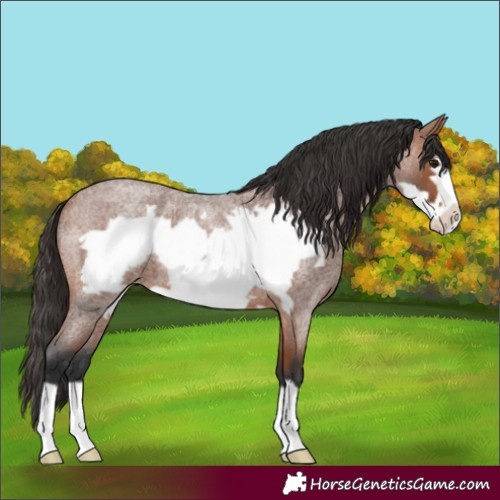 Horse Color:Bay Roan Frame 