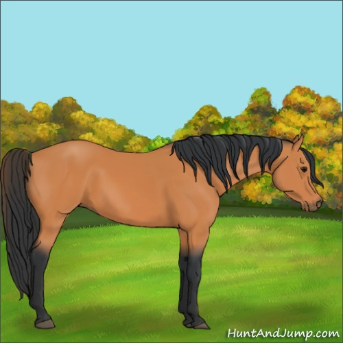 Horse Color:Bay Rabicano 