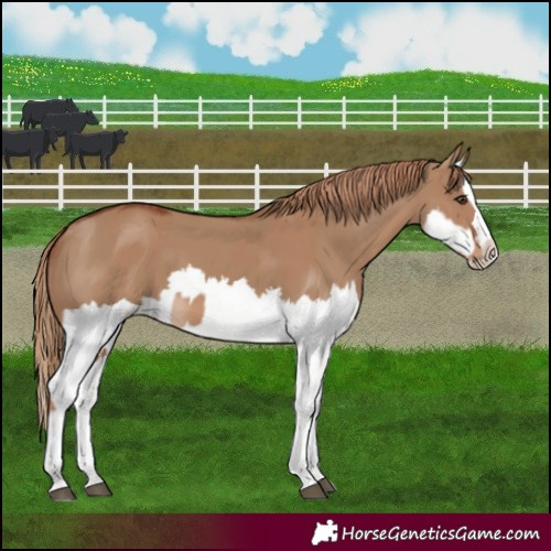 Horse Color:Red Dun Splash and Red Dun Splash