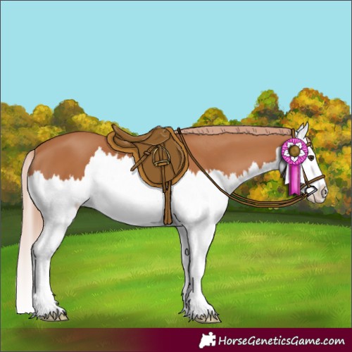 Horse Color:Chestnut Splash 