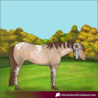 Horse Color:Brown Pearl Dun Tobiano Rabicano Brindle 