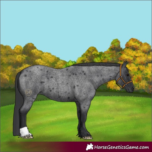 Horse Color:Blue Roan 