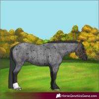 Horse Color:Blue Roan 