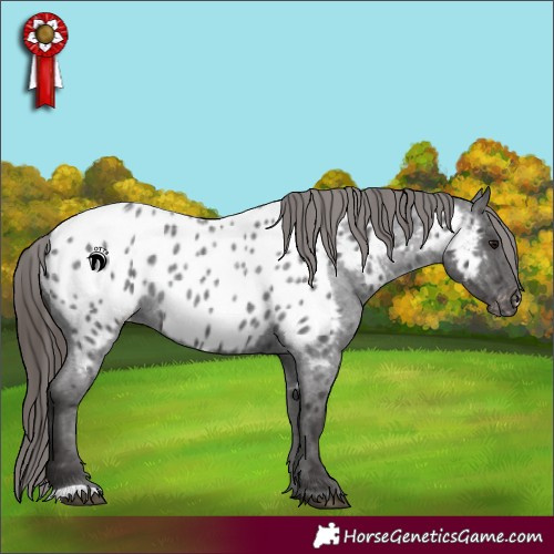 Horse Color:Smoky Blue Roan Appaloosa 