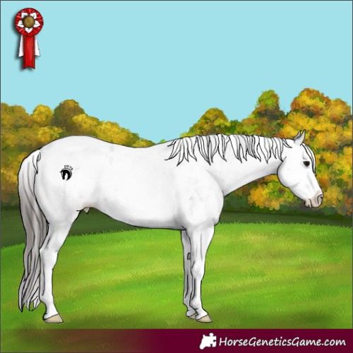 Horse Color:White Spotted Smoky Blue Roan Splash Appaloosa 