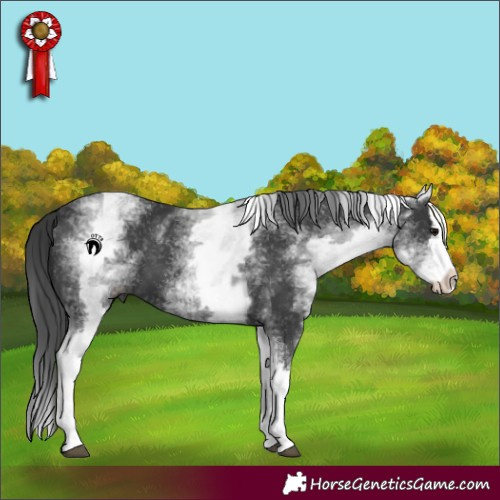 Horse Color:White Spotted Black Splash 