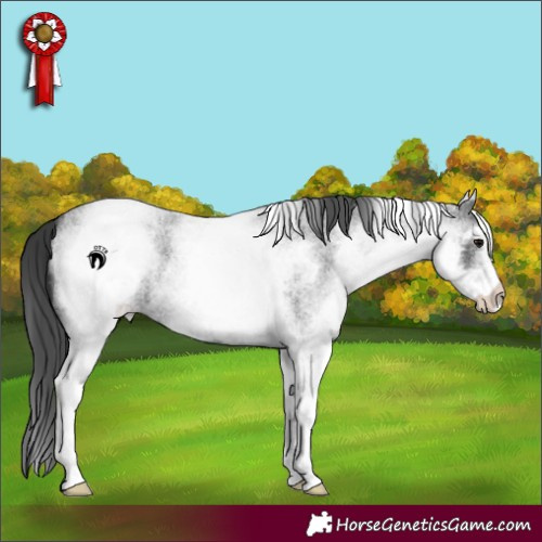 Horse Color:White Spotted Blue Roan 