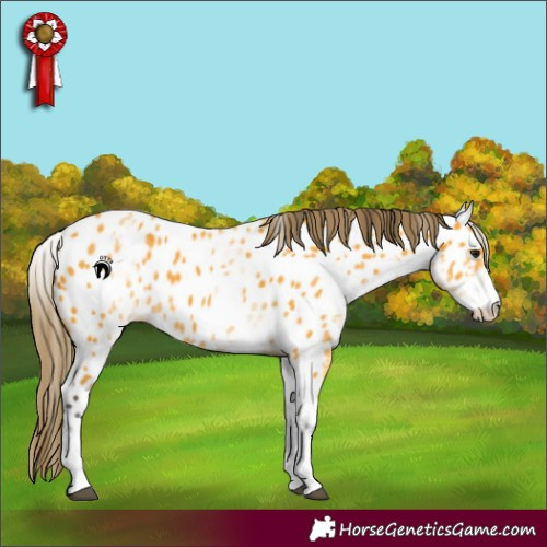 Horse Color:White Spotted Buckskin Appaloosa 