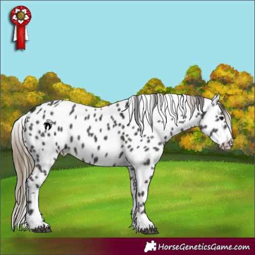 Horse Color:Smoky Black Appaloosa 