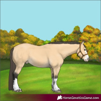 Horse Color:Buckskin 