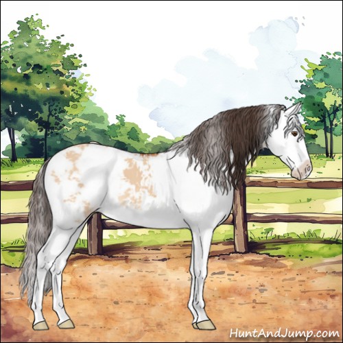 Horse Color:Bay Dun Sabino Splash Appaloosa 
