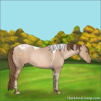 Horse Color:Liver Red Dun Pearl Tobiano Rabicano Brindle 