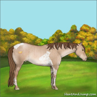 Horse Color:Liver Red Dun Pearl Tobiano Rabicano Brindle 