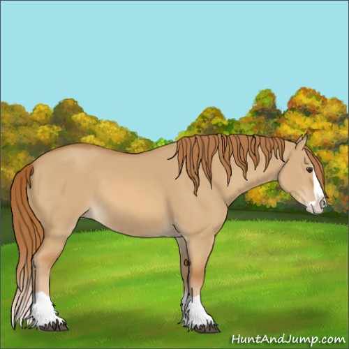 Horse Color:Unknown