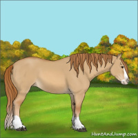 Horse Color:Unknown 
