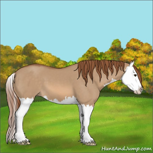 Horse Color:Unknown 