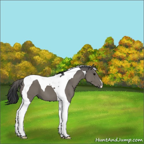 Horse Color:Unknown 