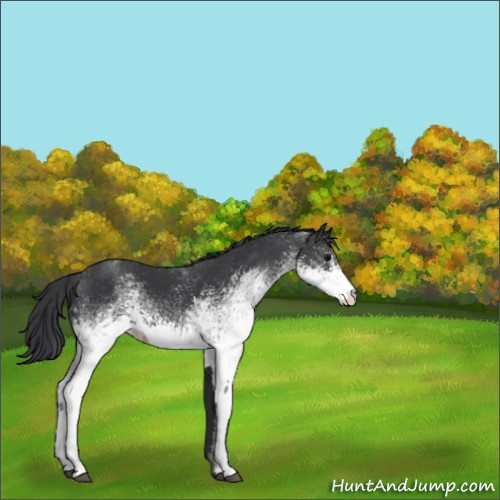 Horse Color:Unknown 