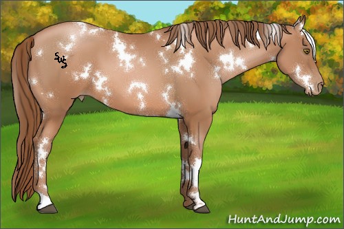 Horse Color:White Spotted Brown Pearl 