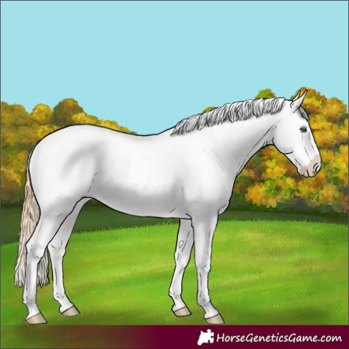 Horse Color:Smoky Black Pearl Sabino Blanket
