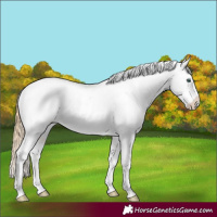 Horse Color:Smoky Black Pearl Sabino Appaloosa 