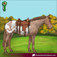 Horse Color:Black Pearl Appaloosa Rabicano 