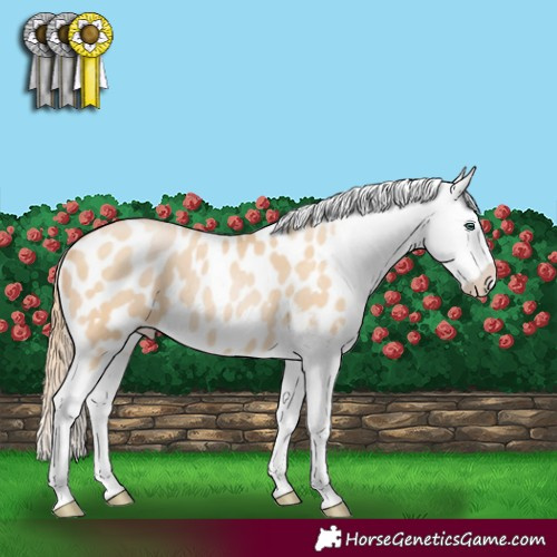Horse Color:Smoky Black Pearl Blanket Rabicano