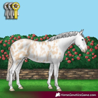 Horse Color:Smoky Black Pearl Appaloosa Rabicano