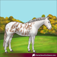 Horse Color:Black Pearl Sabino Appaloosa Rabicano