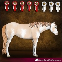 Horse Color:Smoky Black Pearl Sabino Rabicano 