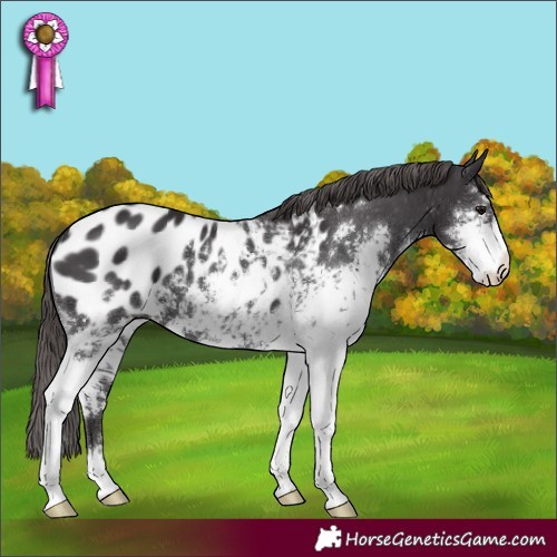 Horse Color:Smoky Black Sabino Blanket