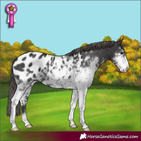 Horse Color:Smoky Black Sabino Appaloosa