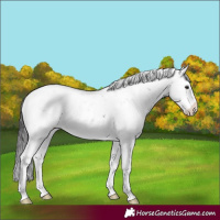 Horse Color:Smoky Black Sabino Rabicano
