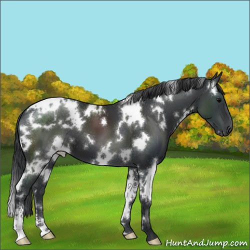 Horse Color:White Spotted Black Sabino 