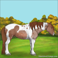 Horse Color:Chestnut Tobiano