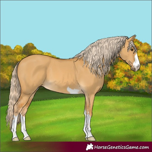 Horse Color:Palomino Dun 