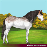 Horse Color:White Spotted Bay 