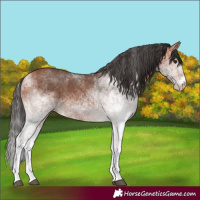 Horse Color:White Spotted Bay 