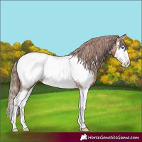 Horse Color:Chestnut Splash Near Fewspot 