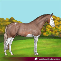 Horse Color:Chestnut Splash Varnish Rabicano