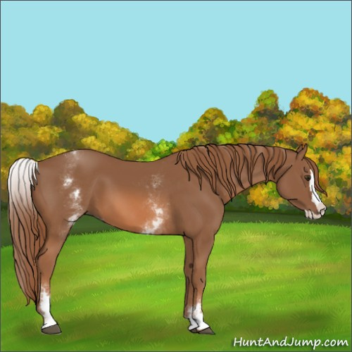Horse Color:Unknown 