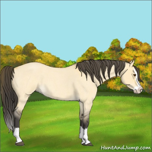 Horse Color:Unknown 