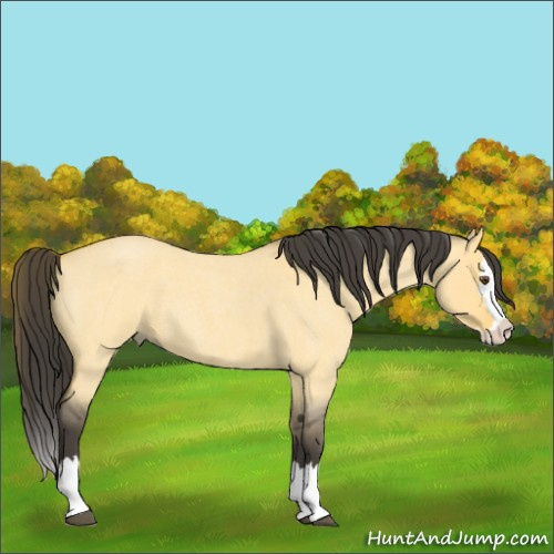Horse Color:Unknown 