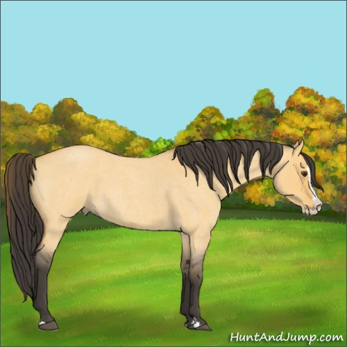 Horse Color:Unknown 