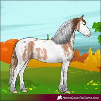 Horse Color:Chestnut Sabino Splash Tobiano Rabicano
