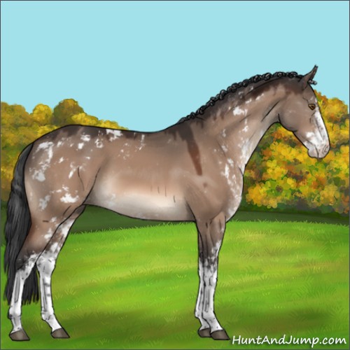 Horse Color:Bay Dun Mushroom Sabino