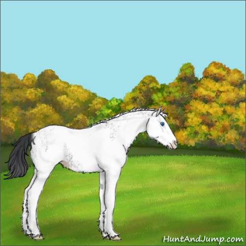 Horse Color:White Spotted Black Splash 