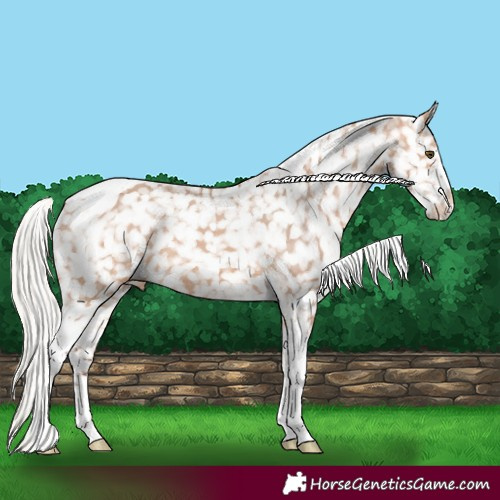 Horse Color:Silver Bay Dun Sabino Tobiano Appaloosa Rabicano 