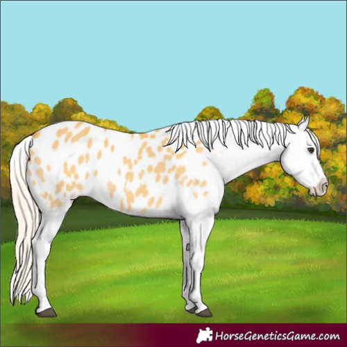 Horse Color:White Spotted Palomino Blanket Rabicano 