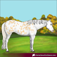 Horse Color:White Spotted Palomino Blanket Rabicano